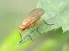 Tetanocera sp.